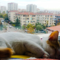 Tekir Kedi, Kedi  Loki fotoğrafı