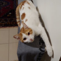 Tekir Kedi, Kedi  Loki fotoğrafı