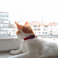 Tekir Kedi, Kedi  Loki fotoğrafı