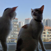 Tekir Kedi, Kedi  Loki fotoğrafı