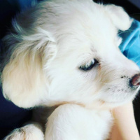Pappilon, Köpek  Yeni doğdu fotoğrafı