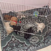Pappilon, Köpek  Yeni doğdu fotoğrafı