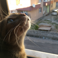 Tekir Kedi, Kedi  Zuzu fotoğrafı