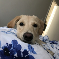 Golden Retriever, Köpek  Daisy fotoğrafı