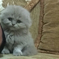 Scottish Fold, Kedi  pamuk fotoğrafı