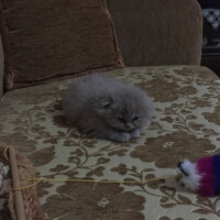 Scottish Fold, Kedi  pamuk fotoğrafı