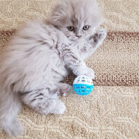 Scottish Fold, Kedi  pamuk fotoğrafı