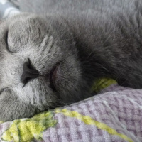 British Shorthair, Kedi  Pilav fotoğrafı