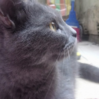 British Shorthair, Kedi  Pilav fotoğrafı