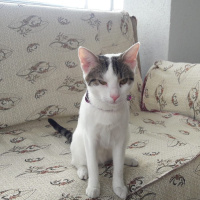 Ankara Kedisi, Kedi  Mia fotoğrafı