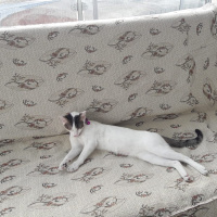 Ankara Kedisi, Kedi  Mia fotoğrafı