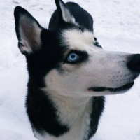 Sibirya Kurdu (Husky), Köpek  Ayaz fotoğrafı