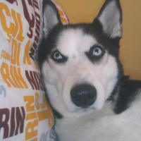Sibirya Kurdu (Husky), Köpek  Ayaz fotoğrafı