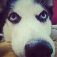 Sibirya Kurdu (Husky), Köpek  Ayaz fotoğrafı