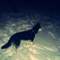Sibirya Kurdu (Husky), Köpek  Ayaz fotoğrafı