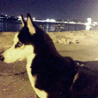 Sibirya Kurdu (Husky), Köpek  Ayaz fotoğrafı