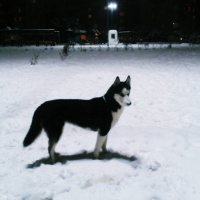 Sibirya Kurdu (Husky), Köpek  Ayaz fotoğrafı