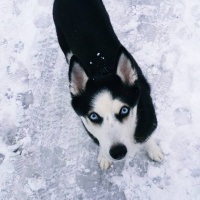 Sibirya Kurdu (Husky), Köpek  Ayaz fotoğrafı