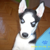 Sibirya Kurdu (Husky), Köpek  Ayaz fotoğrafı