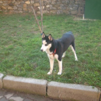 Sibirya Kurdu (Husky), Köpek  Ayaz fotoğrafı