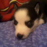 Sibirya Kurdu (Husky), Köpek  Ayaz fotoğrafı