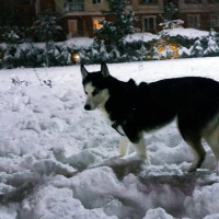 Sibirya Kurdu (Husky), Köpek  Ayaz fotoğrafı