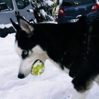 Sibirya Kurdu (Husky), Köpek  Ayaz fotoğrafı