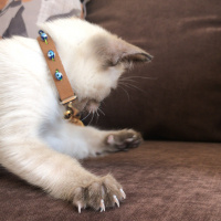 Siyam Kedisi, Kedi  Duman fotoğrafı