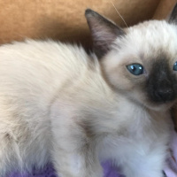 Siyam Kedisi, Kedi  Duman fotoğrafı