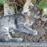 Norwegian Forest, Kedi  Poyraz fotoğrafı