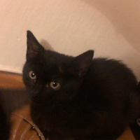 Tekir Kedi, Kedi  İsimsizler fotoğrafı