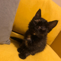 Tekir Kedi, Kedi  İsimsizler fotoğrafı