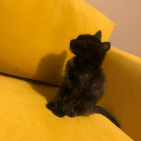 Tekir Kedi, Kedi  İsimsizler fotoğrafı