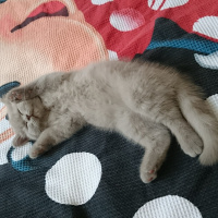 British Shorthair, Kedi  Gölge fotoğrafı