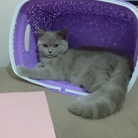 British Shorthair, Kedi  Gölge fotoğrafı