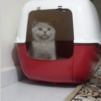 British Shorthair, Kedi  Gölge fotoğrafı