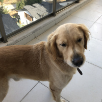 Golden Retriever, Köpek  Odie fotoğrafı