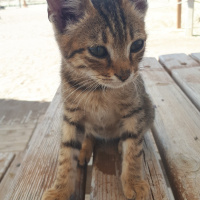 Tekir Kedi, Kedi  Leo fotoğrafı