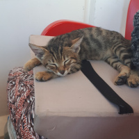 Tekir Kedi, Kedi  Leo fotoğrafı