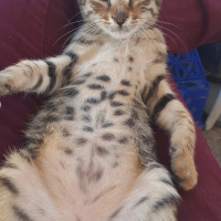Tekir Kedi, Kedi  Leo fotoğrafı