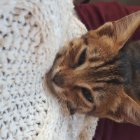Tekir Kedi, Kedi  Leo fotoğrafı