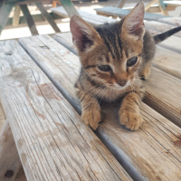 Tekir Kedi, Kedi  Leo fotoğrafı