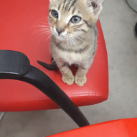 Tekir Kedi, Kedi  Leo fotoğrafı