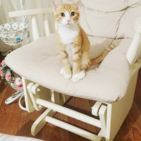 Sarman, Kedi  Gofret fotoğrafı