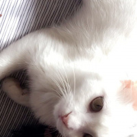 Ankara Kedisi, Kedi  Chanel fotoğrafı