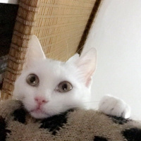 Ankara Kedisi, Kedi  Chanel fotoğrafı