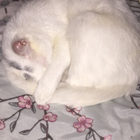 Ankara Kedisi, Kedi  Chanel fotoğrafı
