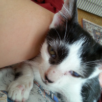 Tekir Kedi, Kedi  patik fotoğrafı