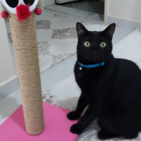 Bombay, Kedi  Zeytin ve mincir fotoğrafı