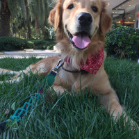 Golden Retriever, Köpek  Simba fotoğrafı